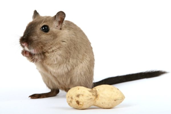 Metodi naturali per allontanare i topi: le piante aromatiche