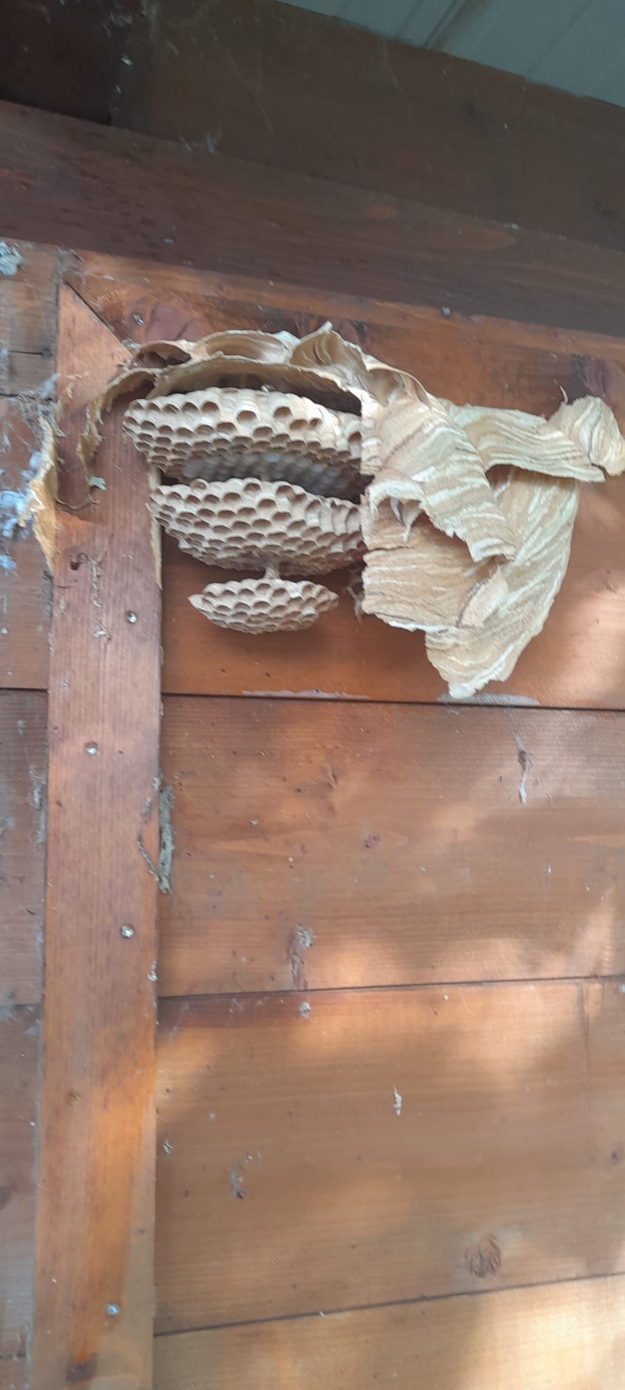 Intervento di Rimozione di un Nido di Calabroni - Mimosa Servizi