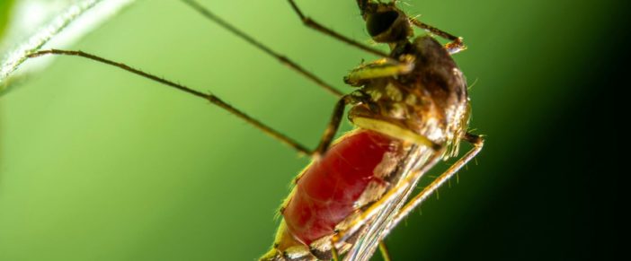 Le grandi piogge: un terreno fertile per la dengue e la necessità di disinfestazione da zanzare