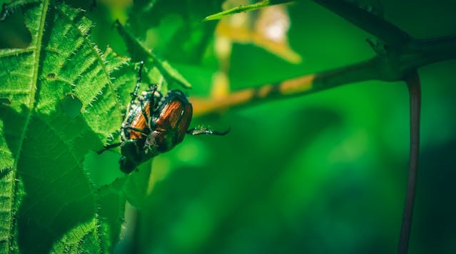 Disinfestazione insetti Pavia: come eliminare Popillia Japonica e Ifantria Americana